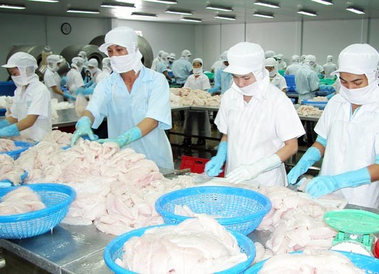 Basa fish processing at a plant in Dong Thap province (Photo: SGGP) Basa fish processing at a plant in Dong Thap province (Photo: SGGP)